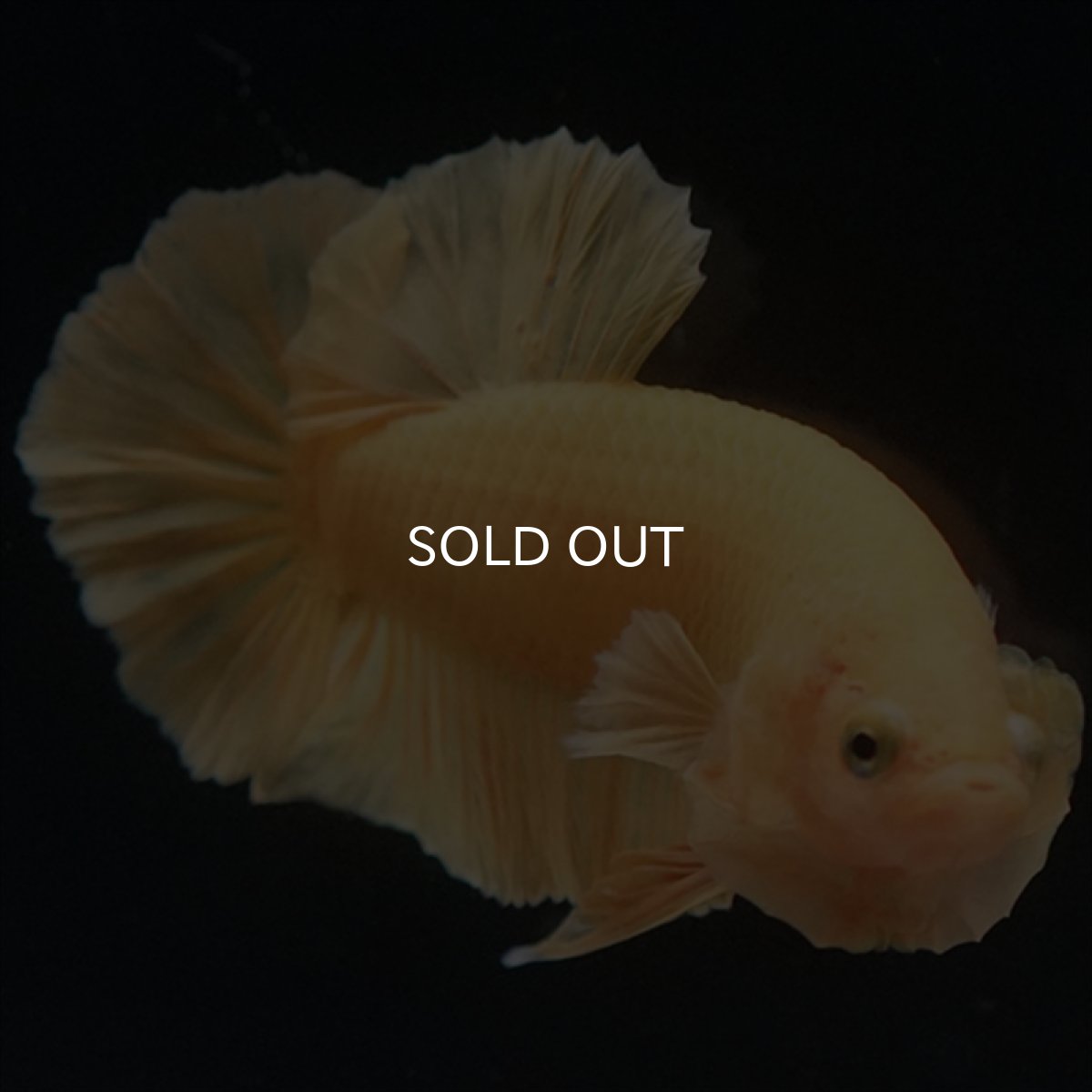 画像6: HMPK　ソリッドイエロー (6)