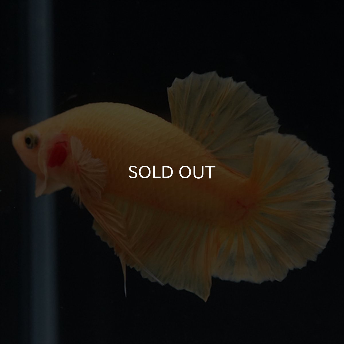 画像5: HMPK　ソリッドイエロー (5)