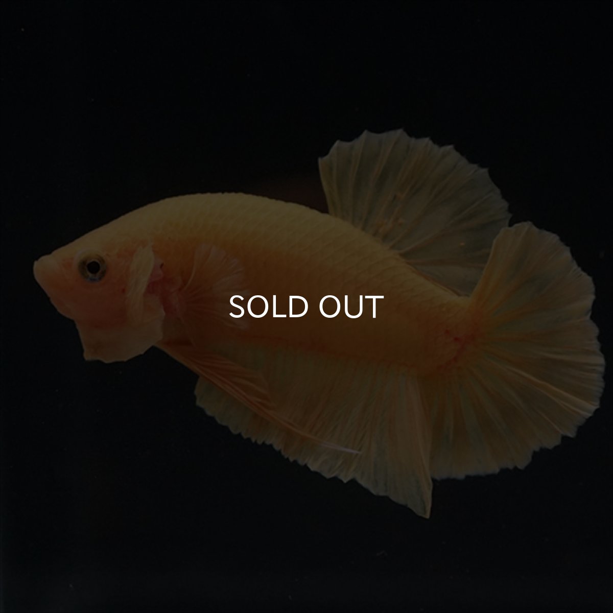 画像4: HMPK　ソリッドイエロー (4)