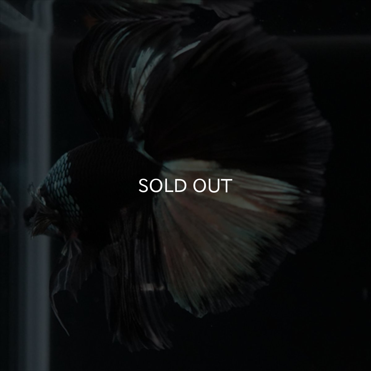 画像10: HM　ブラックカッパー　変わり柄 (10)