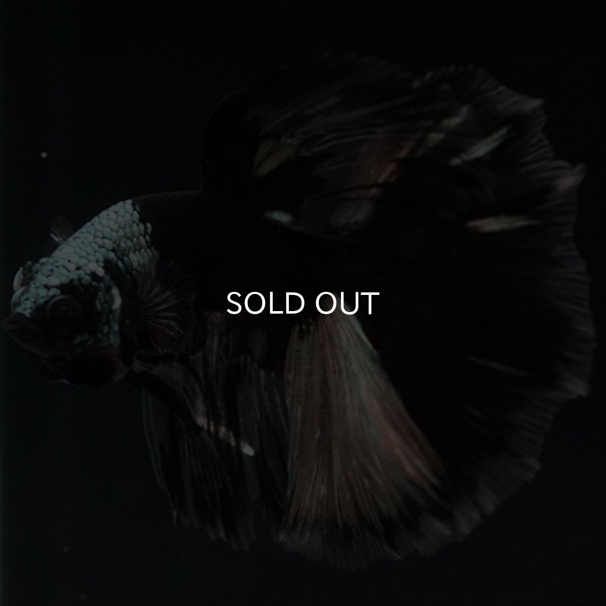 画像9: HM　ブラックカッパー　変わり柄 (9)