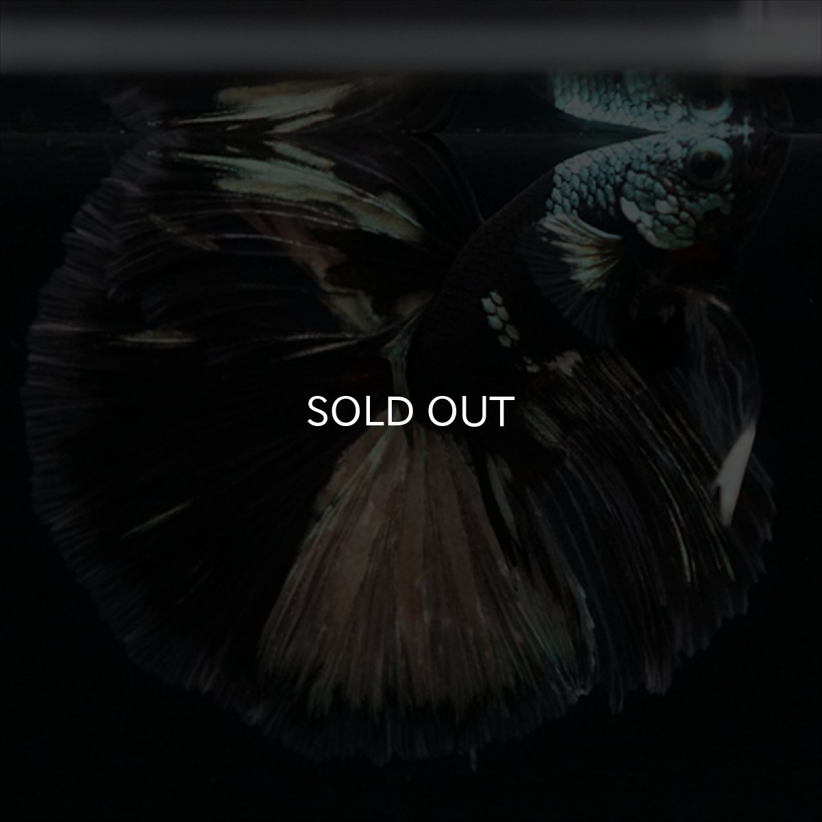 画像8: HM　ブラックカッパー　変わり柄 (8)