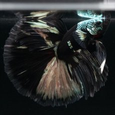 画像8: HM　ブラックカッパー　変わり柄 (8)