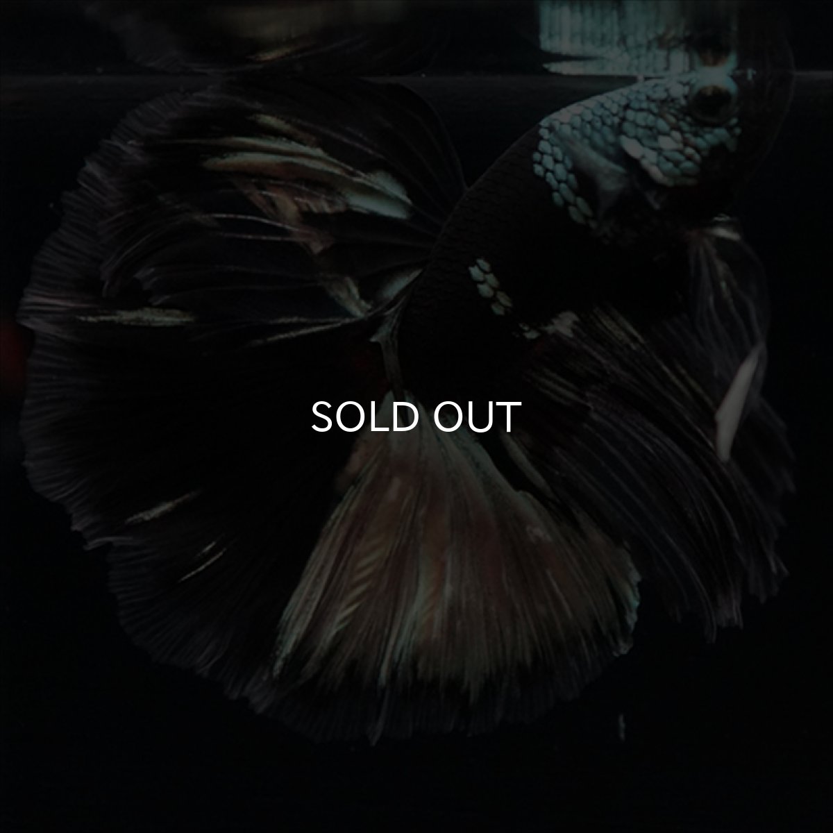 画像7: HM　ブラックカッパー　変わり柄 (7)