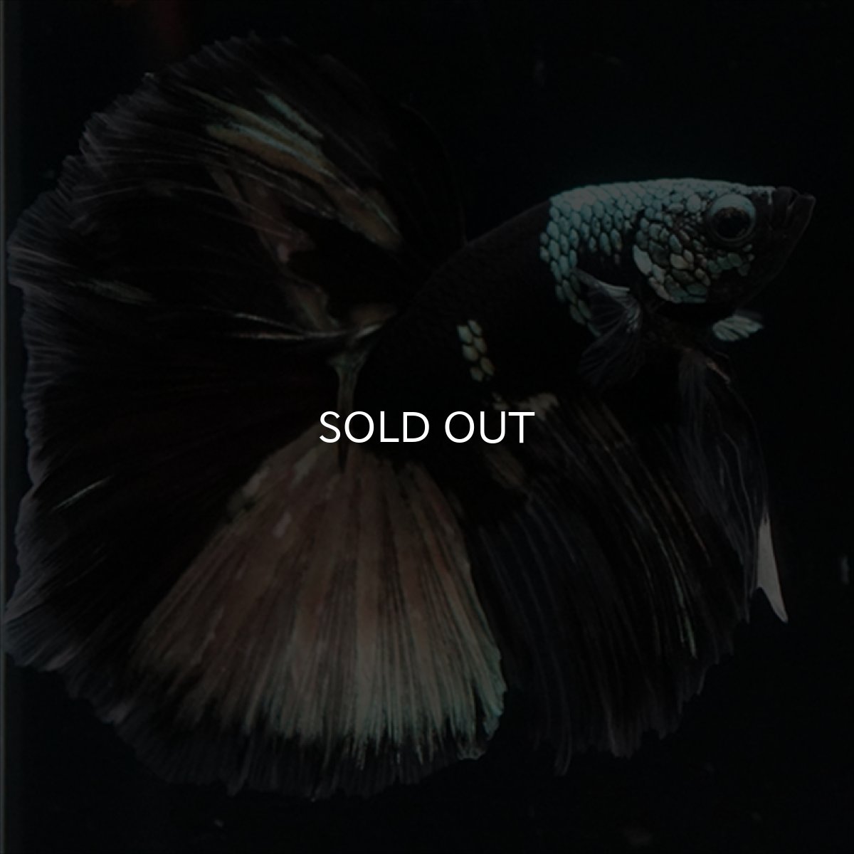 画像6: HM　ブラックカッパー　変わり柄 (6)