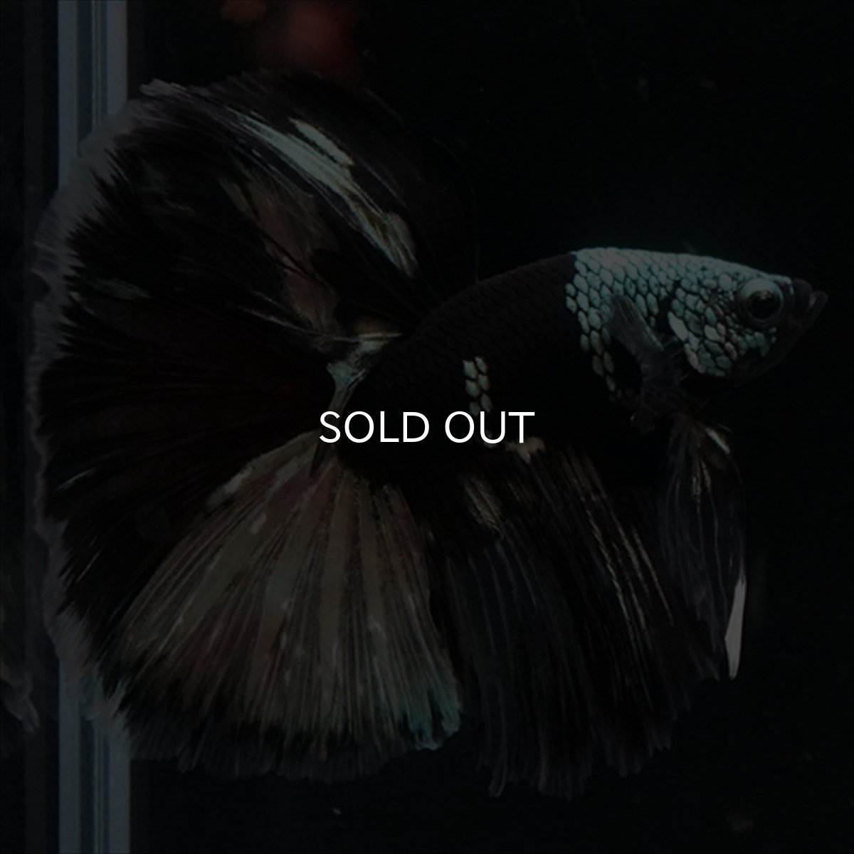 画像5: HM　ブラックカッパー　変わり柄 (5)