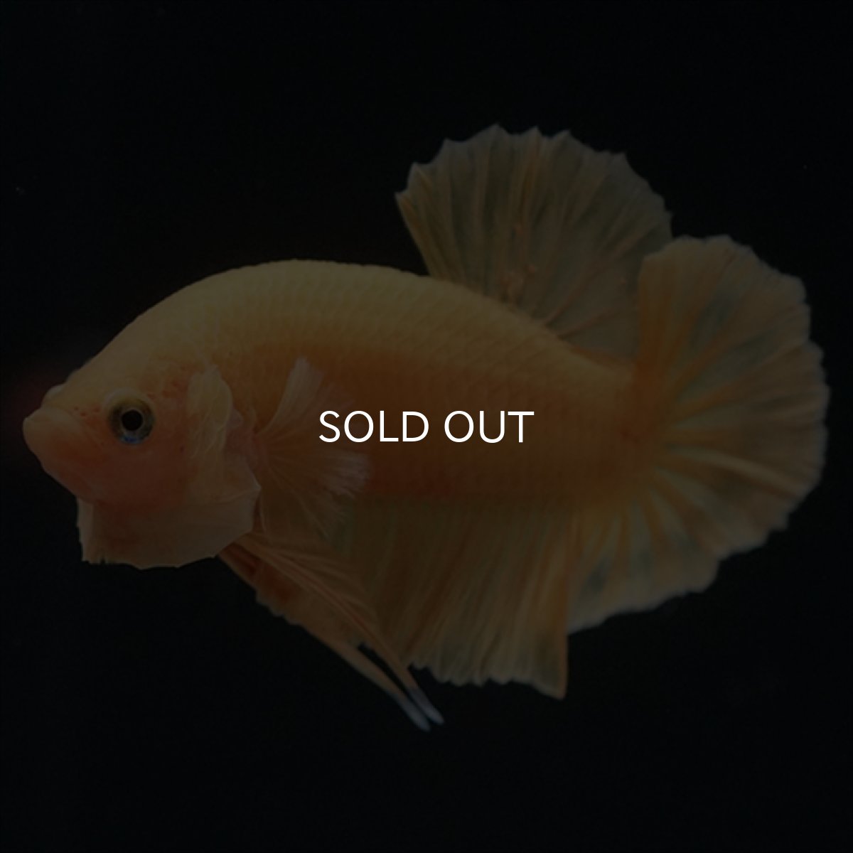 画像1: HMPK　ソリッドイエロー (1)