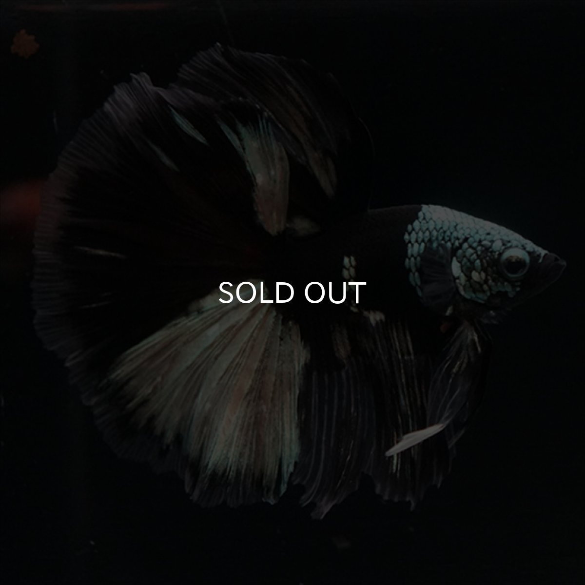 画像4: HM　ブラックカッパー　変わり柄 (4)