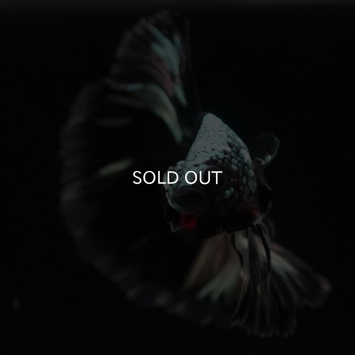 画像2: HM　ブラックカッパー　変わり柄 (2)