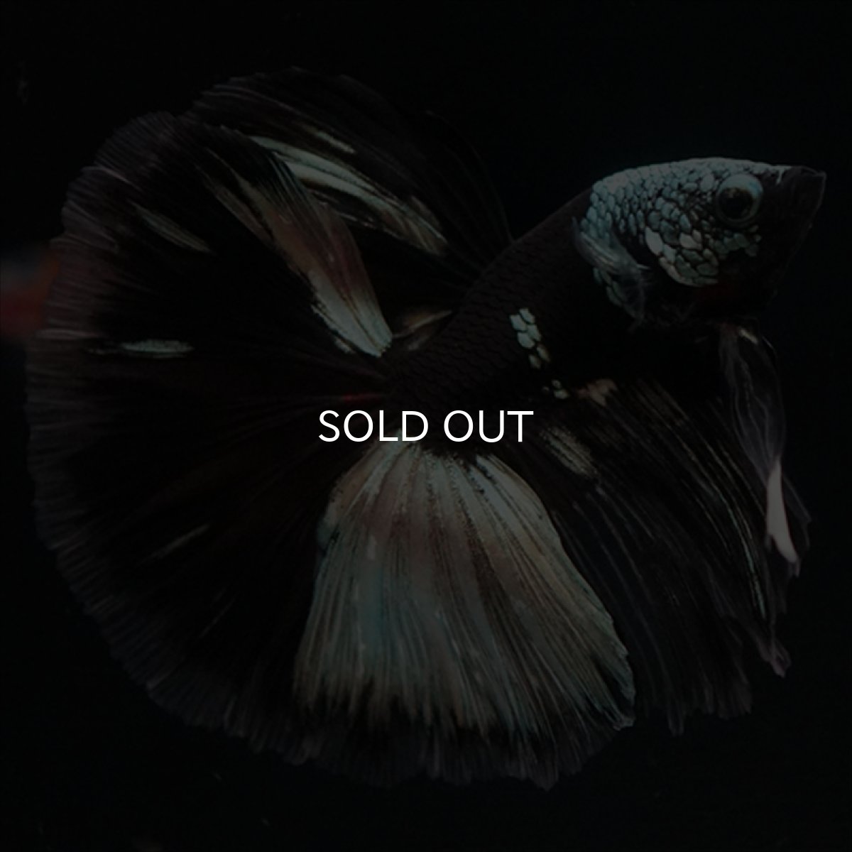 画像1: HM　ブラックカッパー　変わり柄 (1)