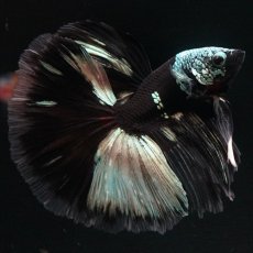 画像1: HM　ブラックカッパー　変わり柄 (1)