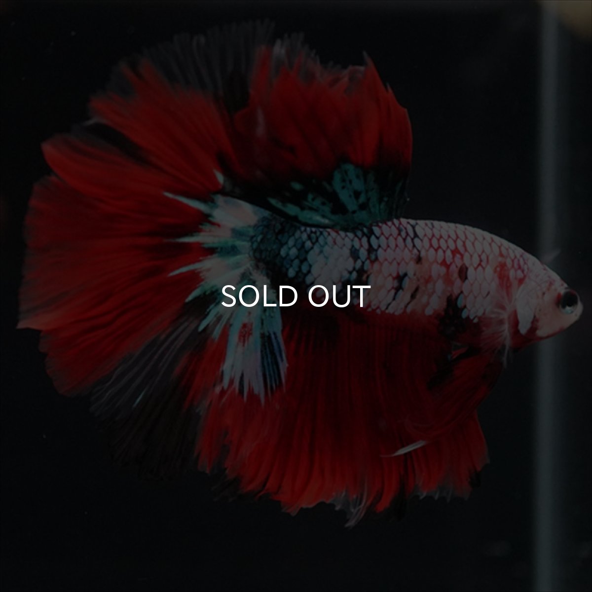 画像6: HM　鯉ギャラクシー (6)