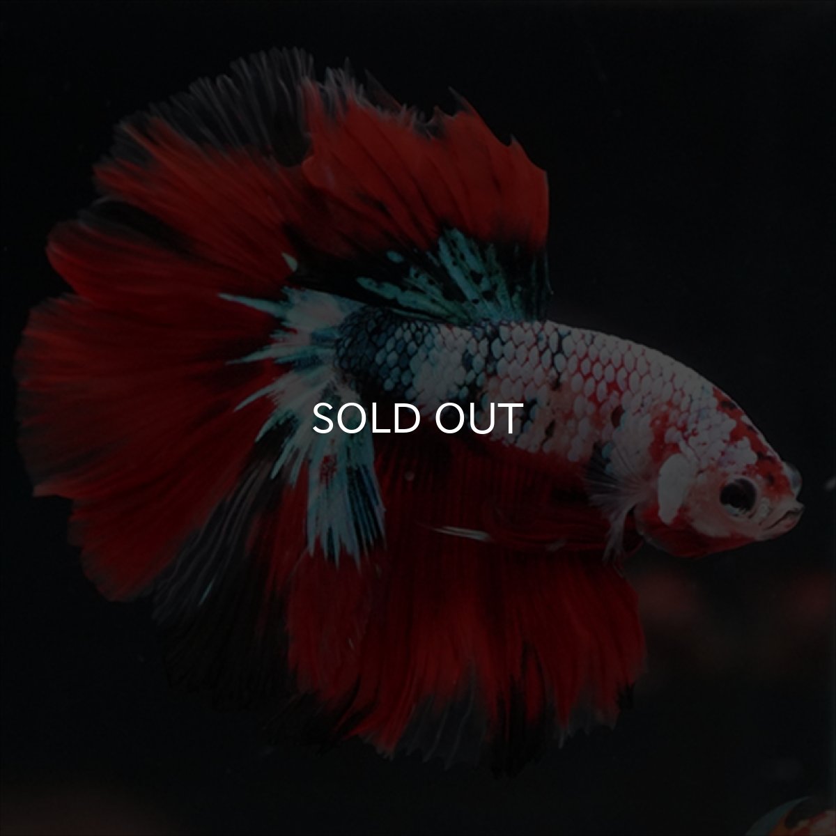 画像5: HM　鯉ギャラクシー (5)