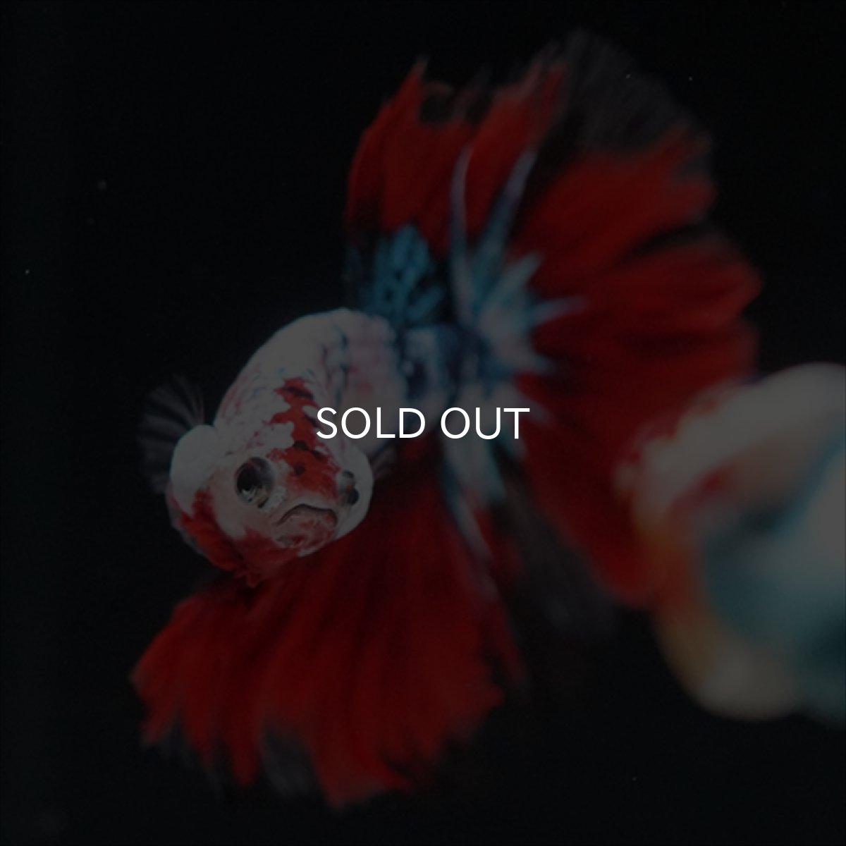 画像4: HM　鯉ギャラクシー (4)