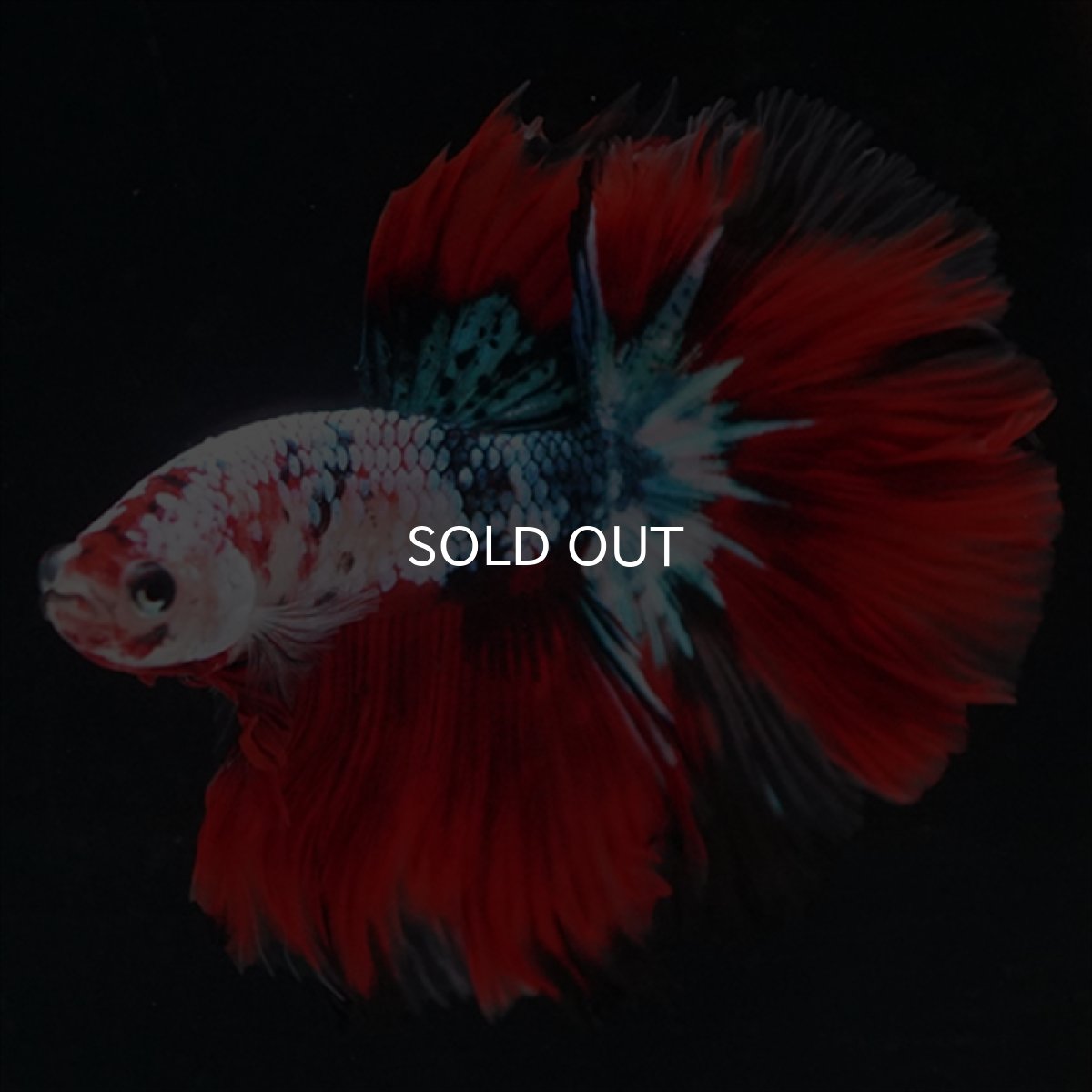 画像3: HM　鯉ギャラクシー (3)