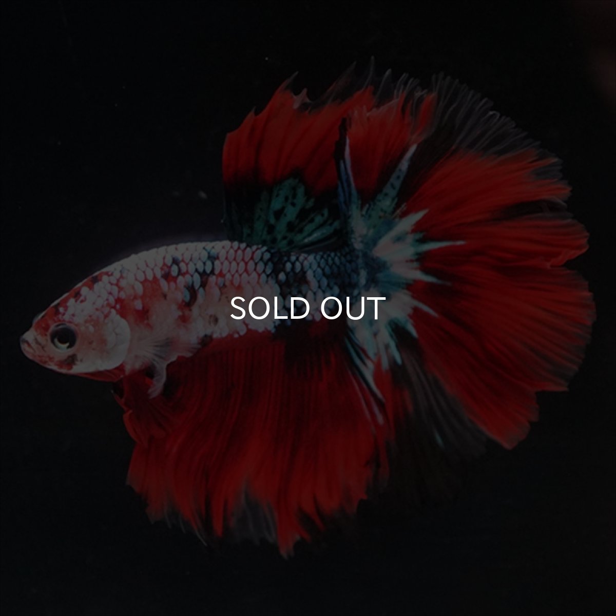 画像2: HM　鯉ギャラクシー (2)