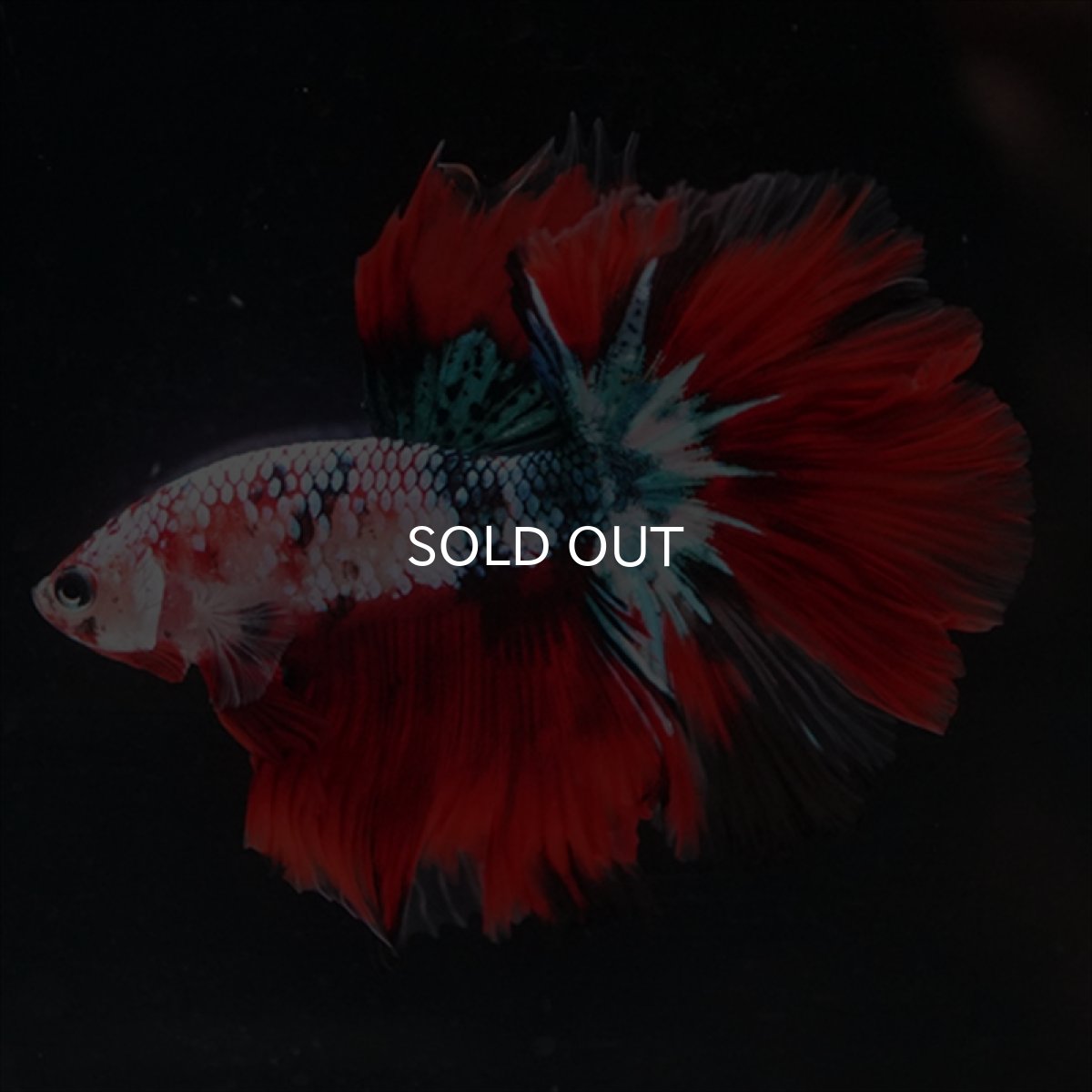 画像1: HM　鯉ギャラクシー (1)