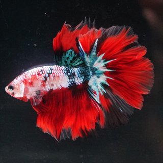 小魚家族パパ 様★専用 小アジ専科 リアル魚鱗サバ皮網目ケイムラ｜製品情報｜HAYABUSA