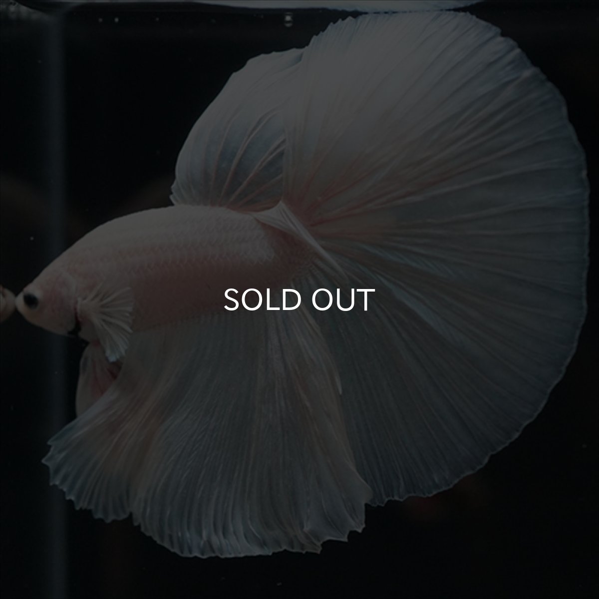 画像10: HM　ホワイト (10)