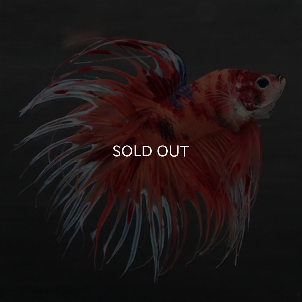 画像12: GCT　ジャイアントクラウンテール　キャンディ (12)