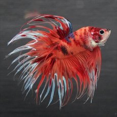 画像12: GCT　ジャイアントクラウンテール　キャンディ (12)
