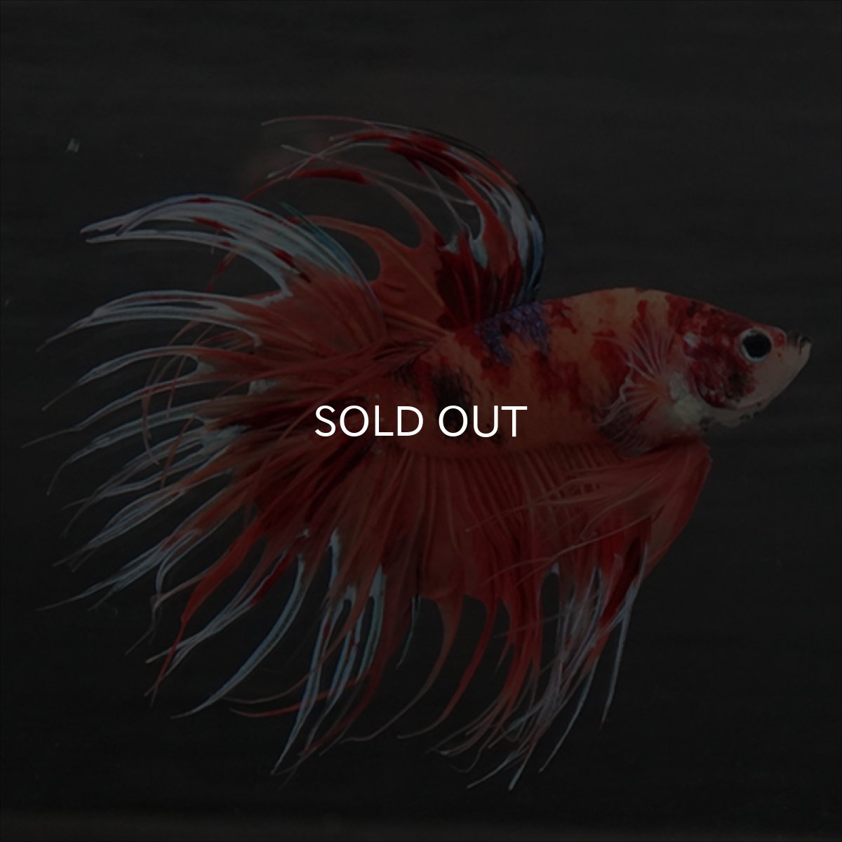 画像1: GCT　ジャイアントクラウンテール　キャンディ (1)