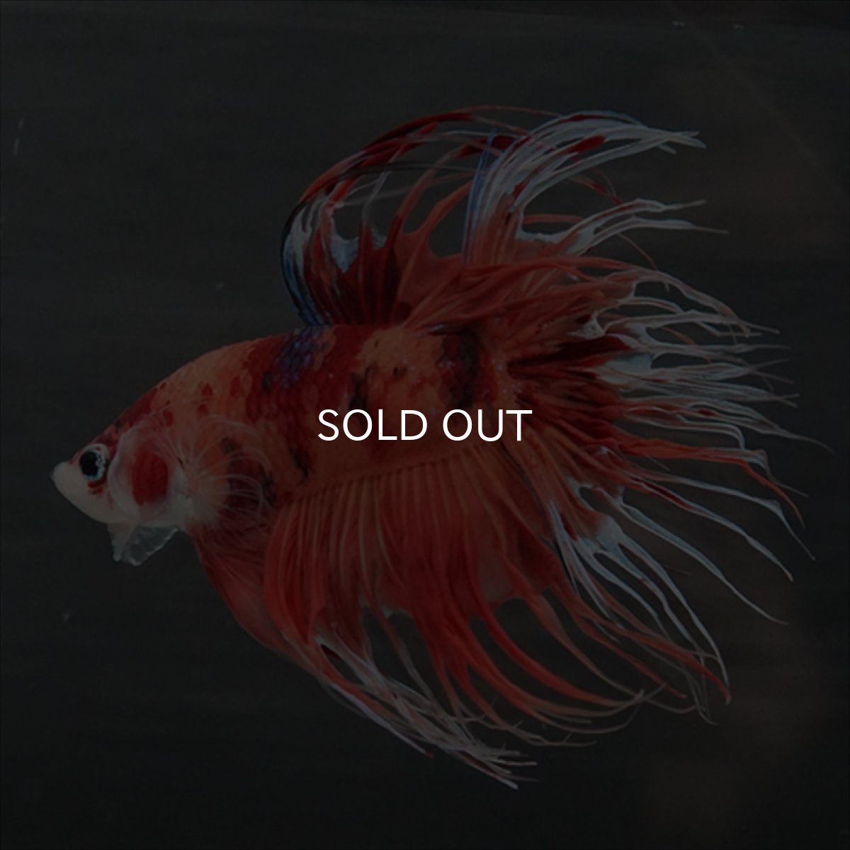 画像11: GCT　ジャイアントクラウンテール　キャンディ (11)