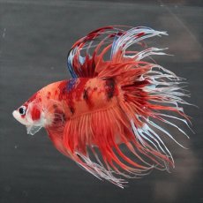 画像11: GCT　ジャイアントクラウンテール　キャンディ (11)