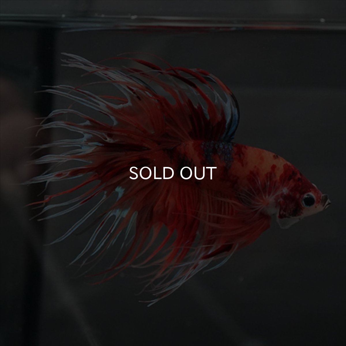 画像10: GCT　ジャイアントクラウンテール　キャンディ (10)