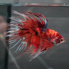 画像10: GCT　ジャイアントクラウンテール　キャンディ (10)