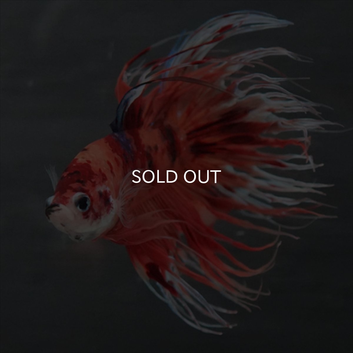 画像9: GCT　ジャイアントクラウンテール　キャンディ (9)