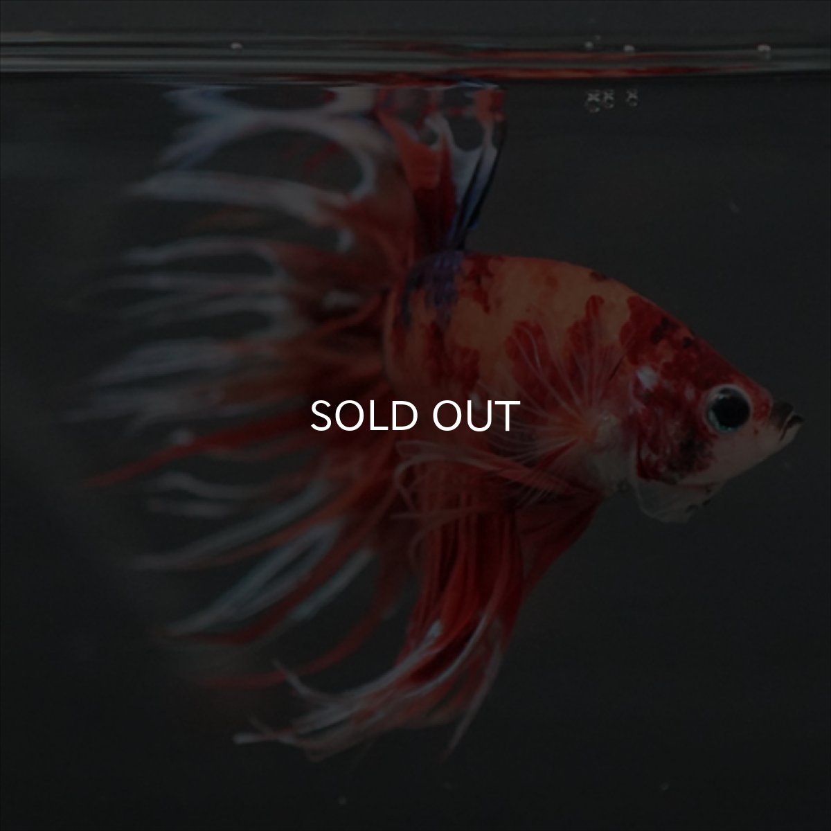 画像8: GCT　ジャイアントクラウンテール　キャンディ (8)