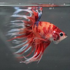 画像8: GCT　ジャイアントクラウンテール　キャンディ (8)