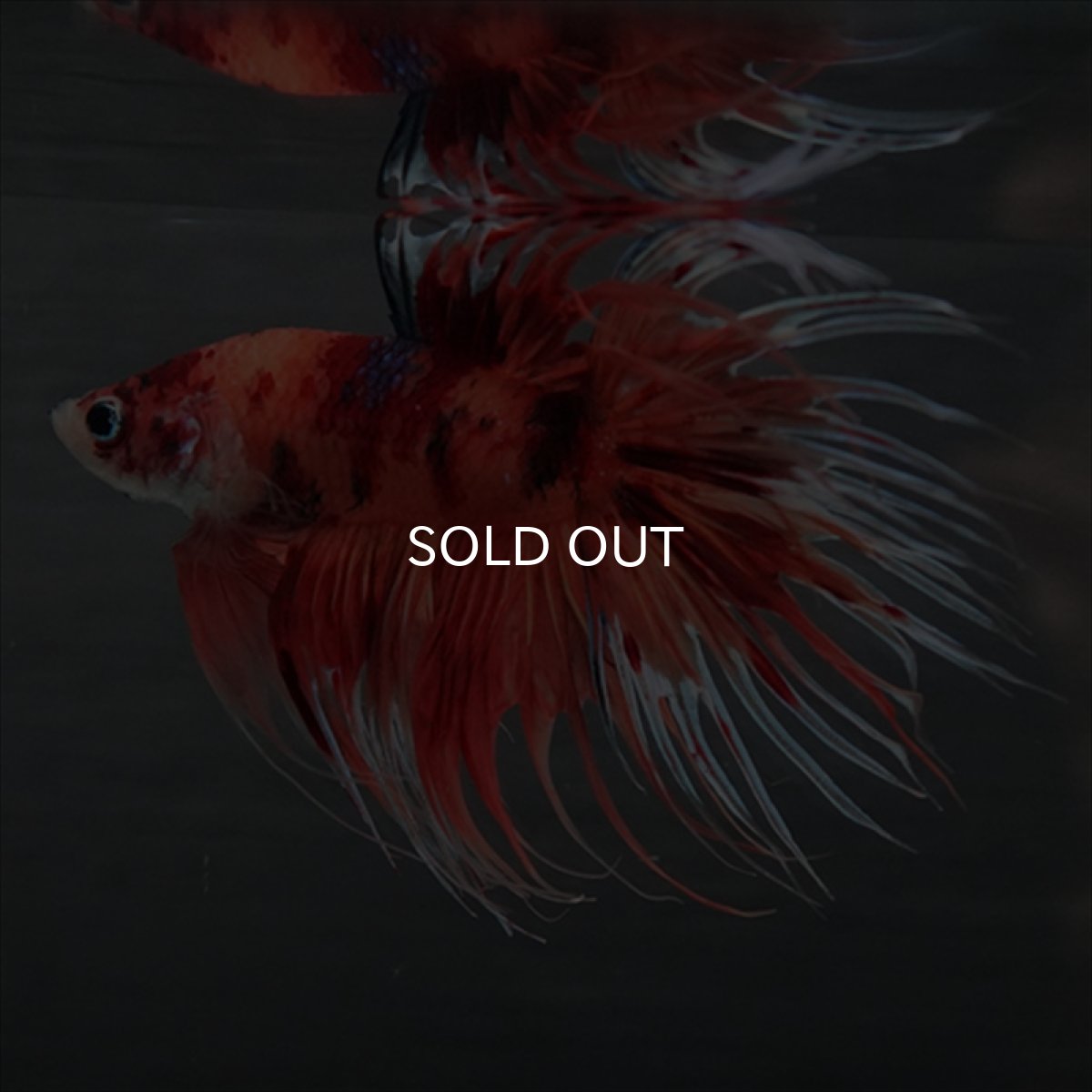 画像7: GCT　ジャイアントクラウンテール　キャンディ (7)