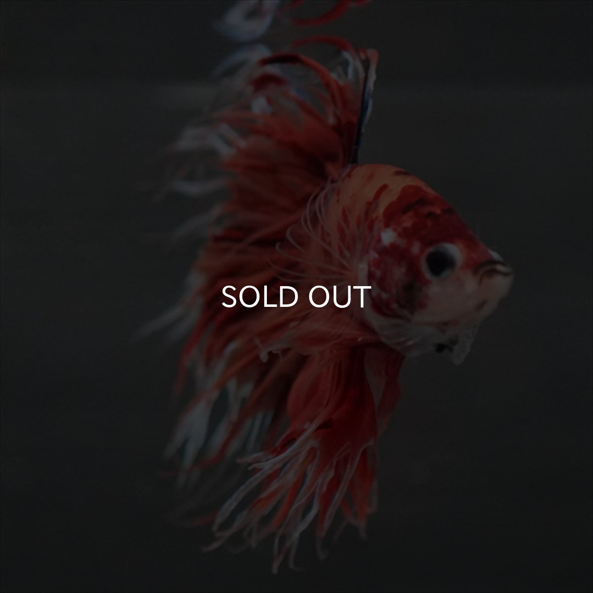 画像6: GCT　ジャイアントクラウンテール　キャンディ (6)