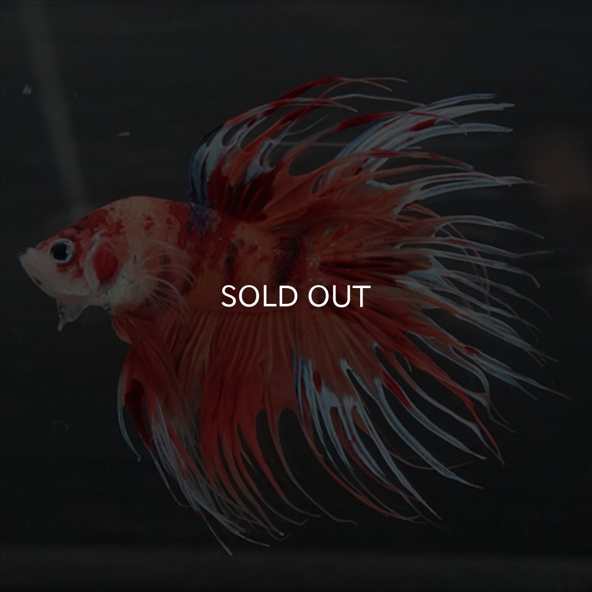 画像5: GCT　ジャイアントクラウンテール　キャンディ (5)