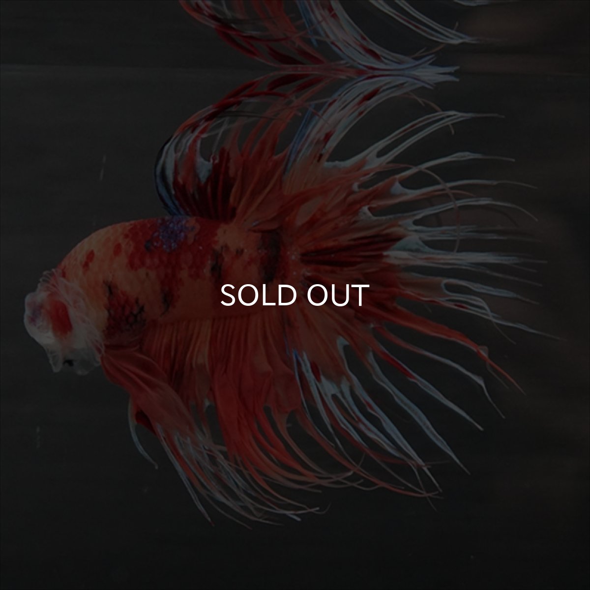 画像4: GCT　ジャイアントクラウンテール　キャンディ (4)