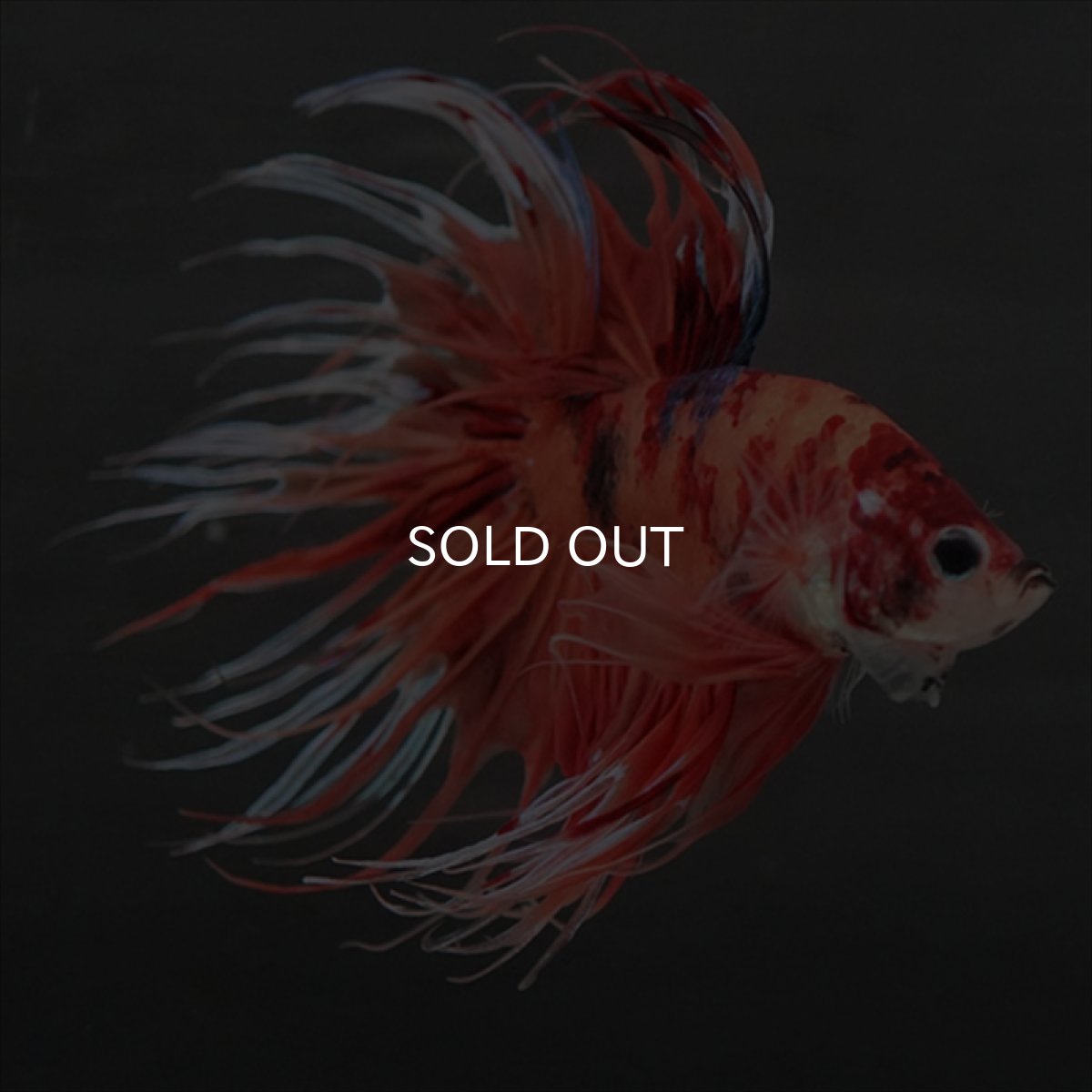 画像3: GCT　ジャイアントクラウンテール　キャンディ (3)