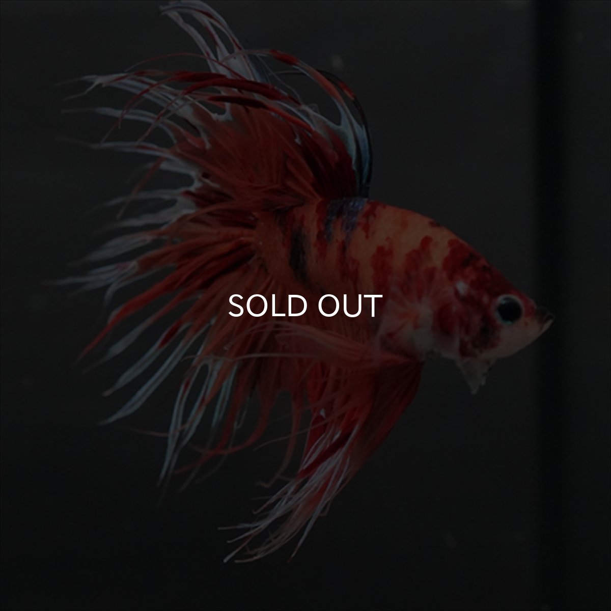 画像2: GCT　ジャイアントクラウンテール　キャンディ (2)