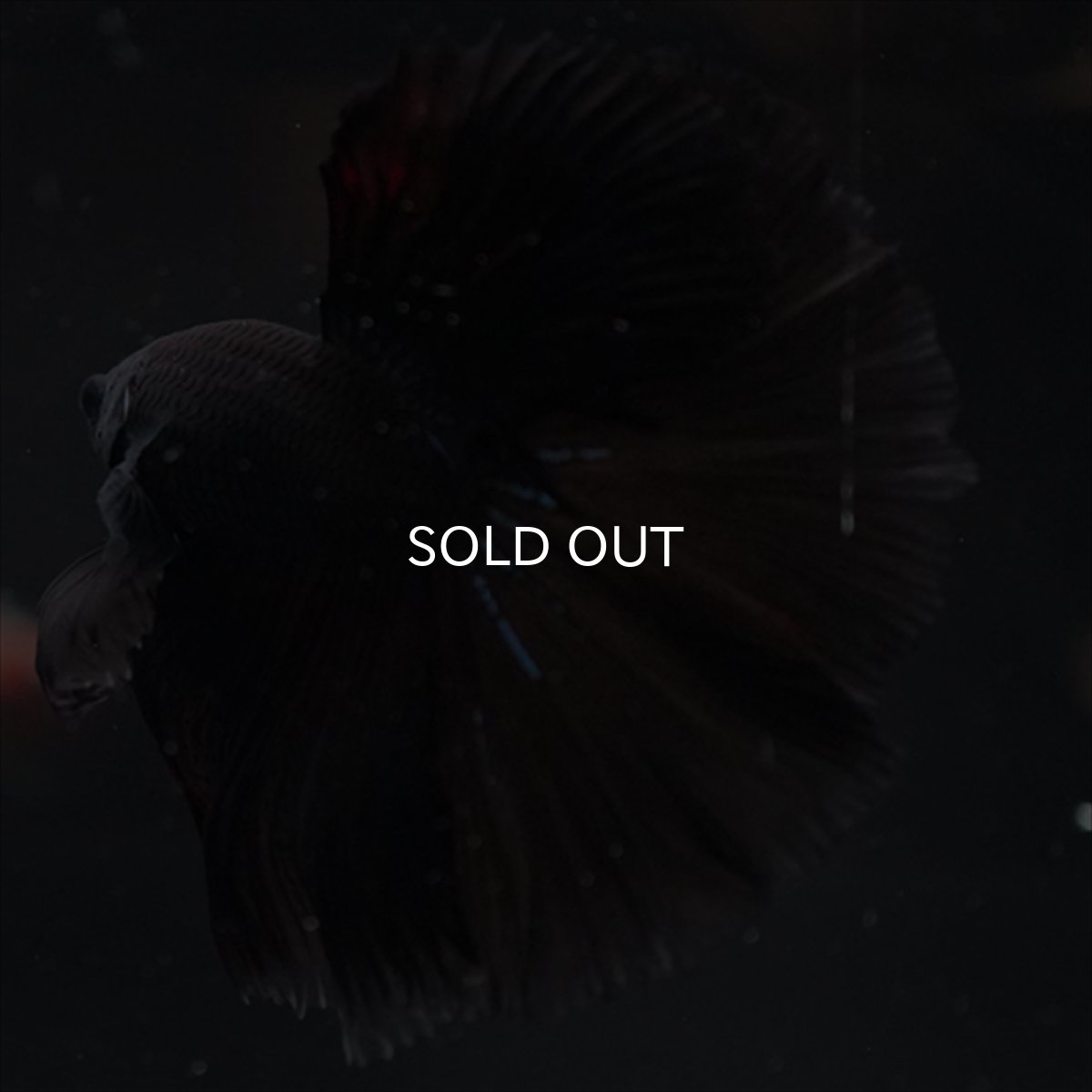 画像11: HM　ブラック (11)