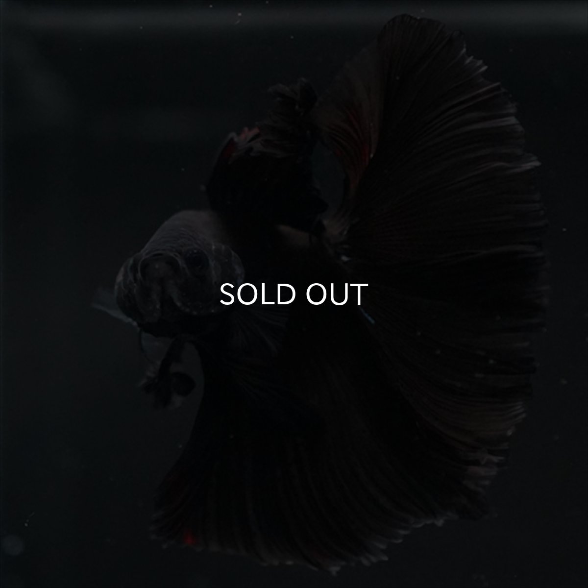 画像10: HM　ブラック (10)