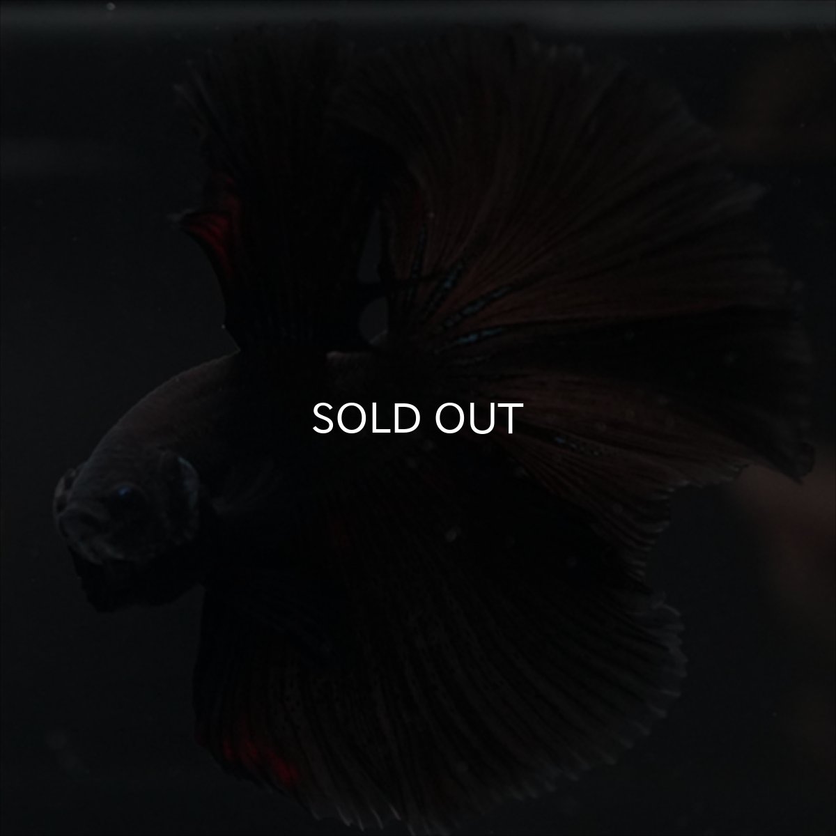 画像9: HM　ブラック (9)