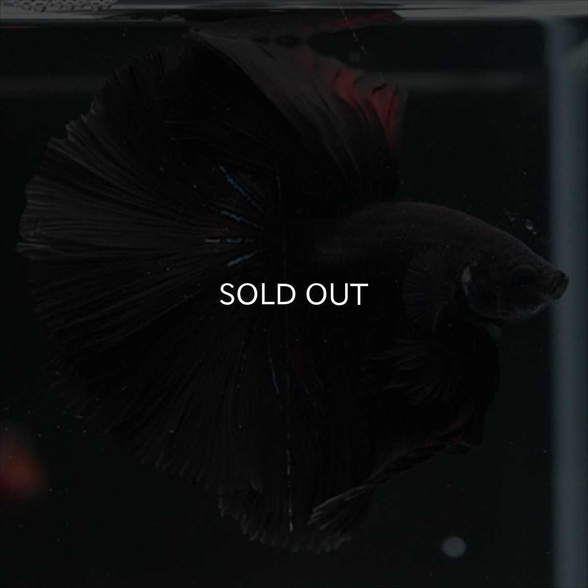 画像2: HM　ブラック (2)