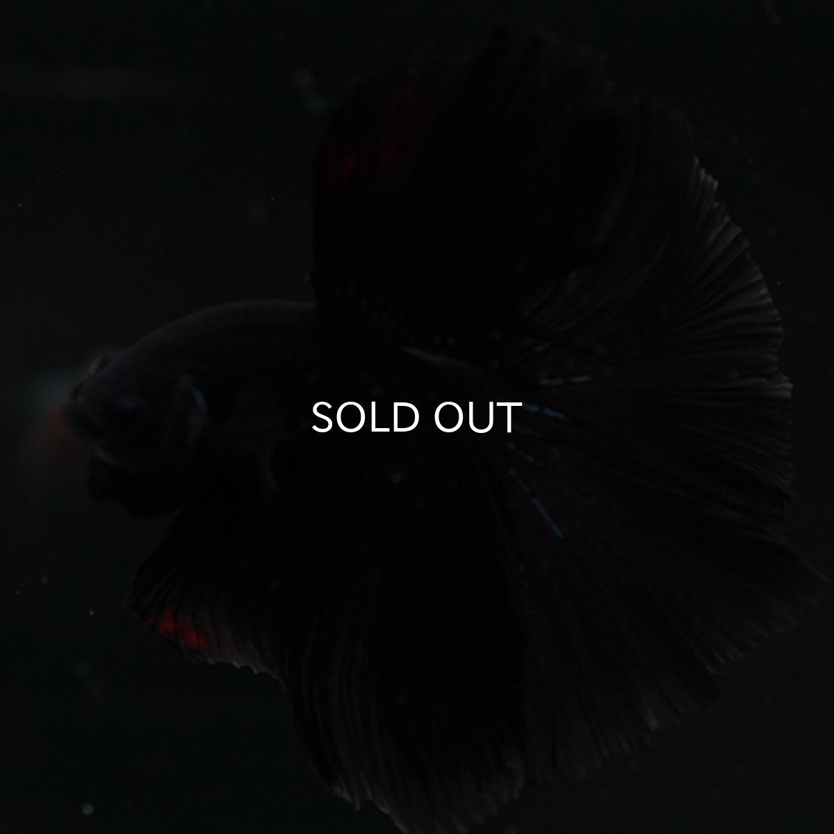 画像8: HM　ブラック (8)