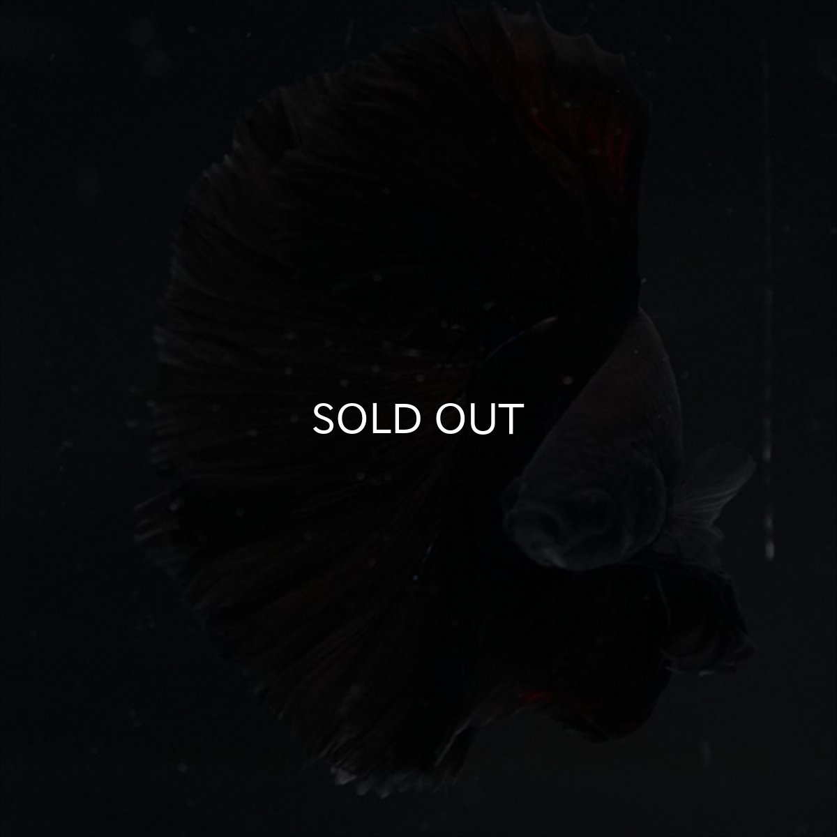 画像7: HM　ブラック (7)