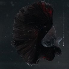 画像7: HM　ブラック (7)