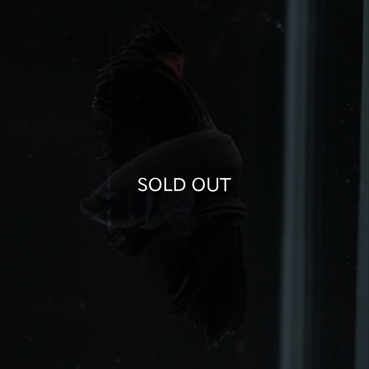 画像6: HM　ブラック (6)