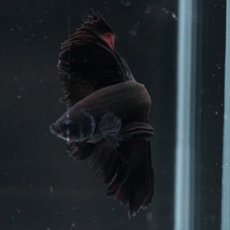 画像6: HM　ブラック (6)