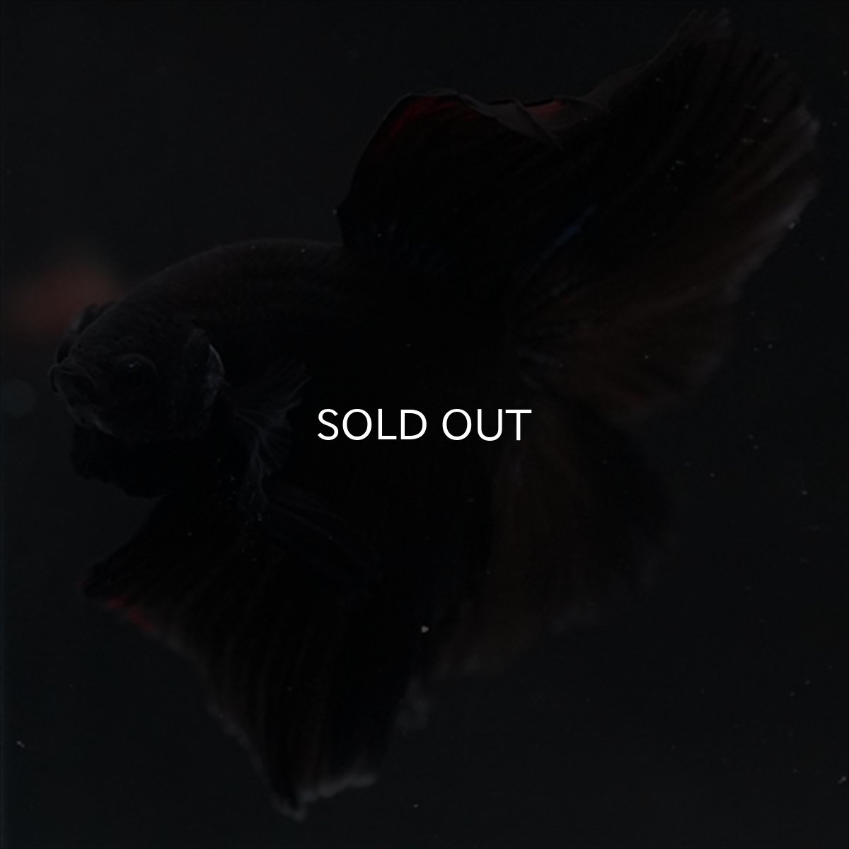 画像5: HM　ブラック (5)