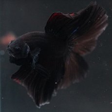 画像5: HM　ブラック (5)